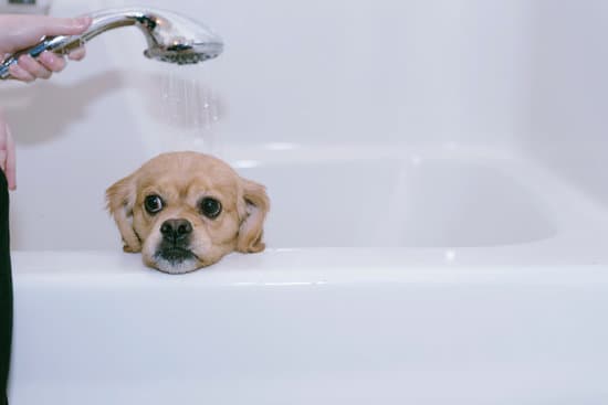 TTK dog in bath after a shower-to-tub conversion in Springfield, MO